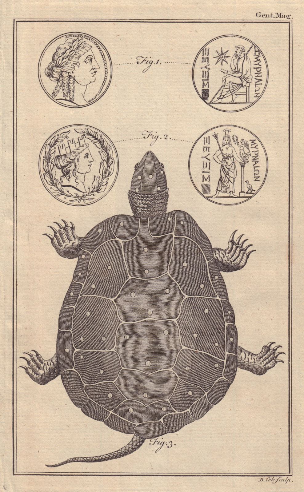 Greek coin.  Golden studded Tortoise of Pennsylvania. GENTS MAG 1758 print